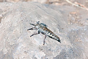 Killer fly (robber fly)