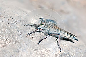 Killer fly (robber fly)