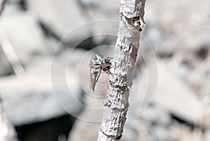 Killer fly (robber fly)