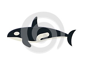 Killer Orca Whale Vector Illustration