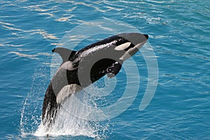 Killer whale #1