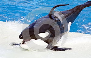 Killer whale