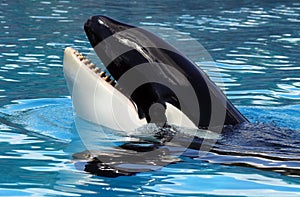 Killer Whale