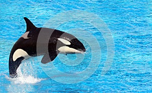 Killer Whale photo