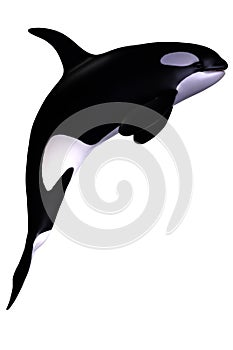 Killer whale