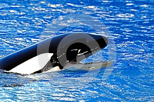 Killer whale