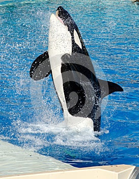 Killer Whale