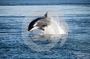 Killer whale photo