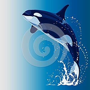 Killer whale