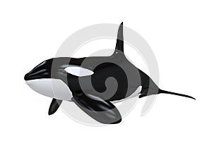 Killer Whale