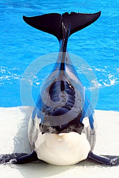 Killer Whale