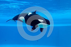 Killer whale photo