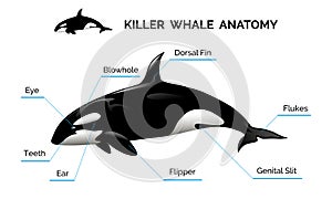 Killer Whale Anatomy