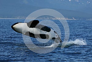 Killer whale breaching photo
