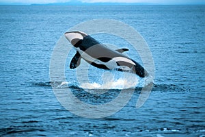 Killer whale breaching (Orcinus orca), Alaska, Southeast Alaska, near Frederick Sound