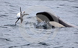 Killer Whale Catching Gentoo Penguin