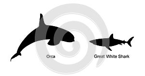 Killer Whale chase hunting great white shark jumping out of water vector silhouette illustration.