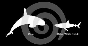 Killer Whale chase hunting great white shark vector silhouette illustration isolated