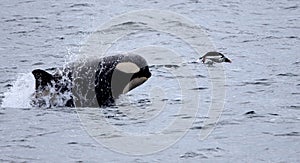 Killer Whale Chasing Gentoo Penguin