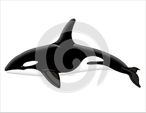 Killer whale with clipping path