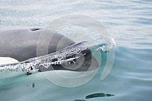 Killer whale close to camera