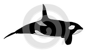 Killer whale - 3D render