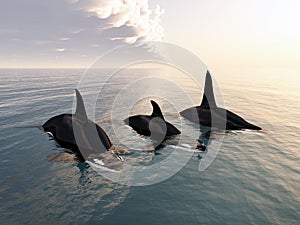 Killer whale family