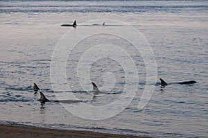 Killer whale family, hunting sea lions on the paragonian coast, photo