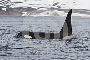 Killer whale floating near the Commander Islands