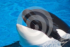 Killer whale is having fun