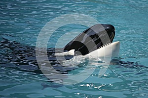 Killer Whale having fun in the ocean