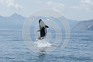 Killer whale high jump photo