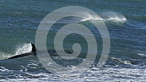 Killer whale hunting sea lions photo