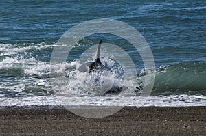 Killer whale hunting sea lions,Peninsula Valdes, photo