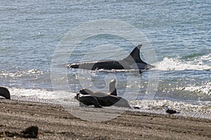 Killer whale hunting sea lions,Peninsula Valdes, photo