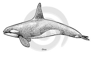 Killer whale illustration, drawing, engraving, ink, line art, vector