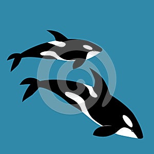 Killer whale illustration, vector, orca, Delphinidae, Odonceti