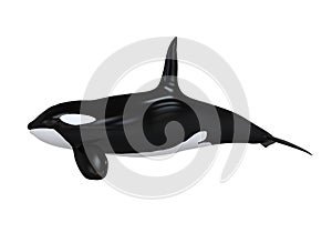 Killer Whale photo