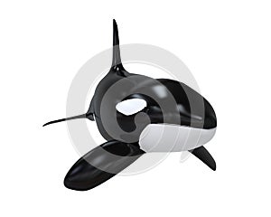 Killer Whale photo