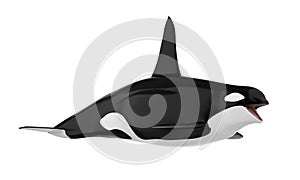 Killer Whale Isolated