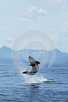 Killer whale joy