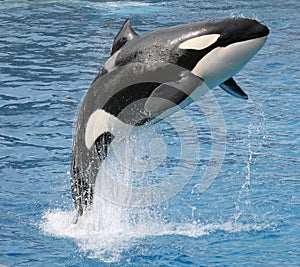 Killer whale jump