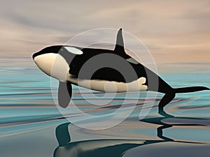 Killer whale jump - 3D render