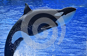 Killer whale jump