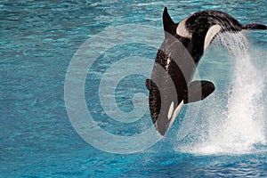 Killer whale jumping