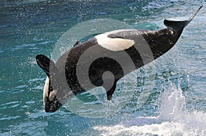 Killer whale jumping out of water