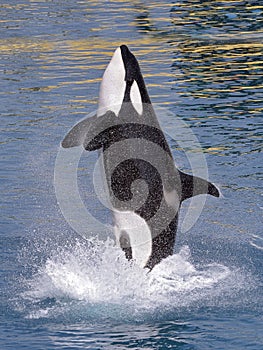 Killer whale jumping out of water