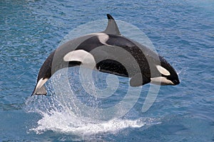 Killer whale jumping out of water photo