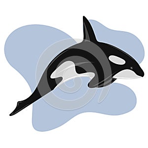 Killer whale jumping in water. Marine dweller