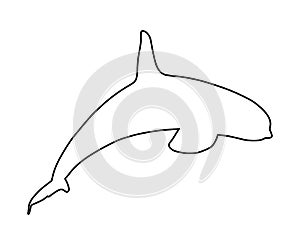 Killer Whale line contour, jumping out of water vector silhouette illustration.